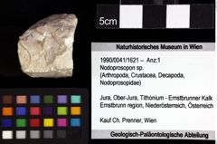 Foto (Objket + Etiketten) von Prosopon sp. 